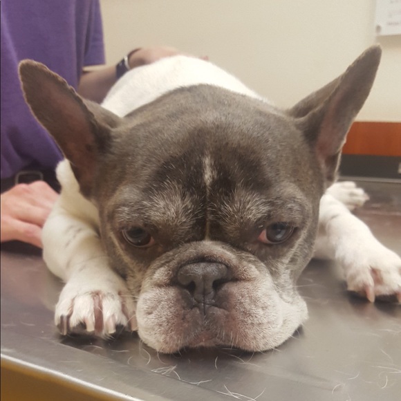 Your money buys our meds‼️‼️ THANK YOU‼️‼️😍😍 - Picture 5 of 7